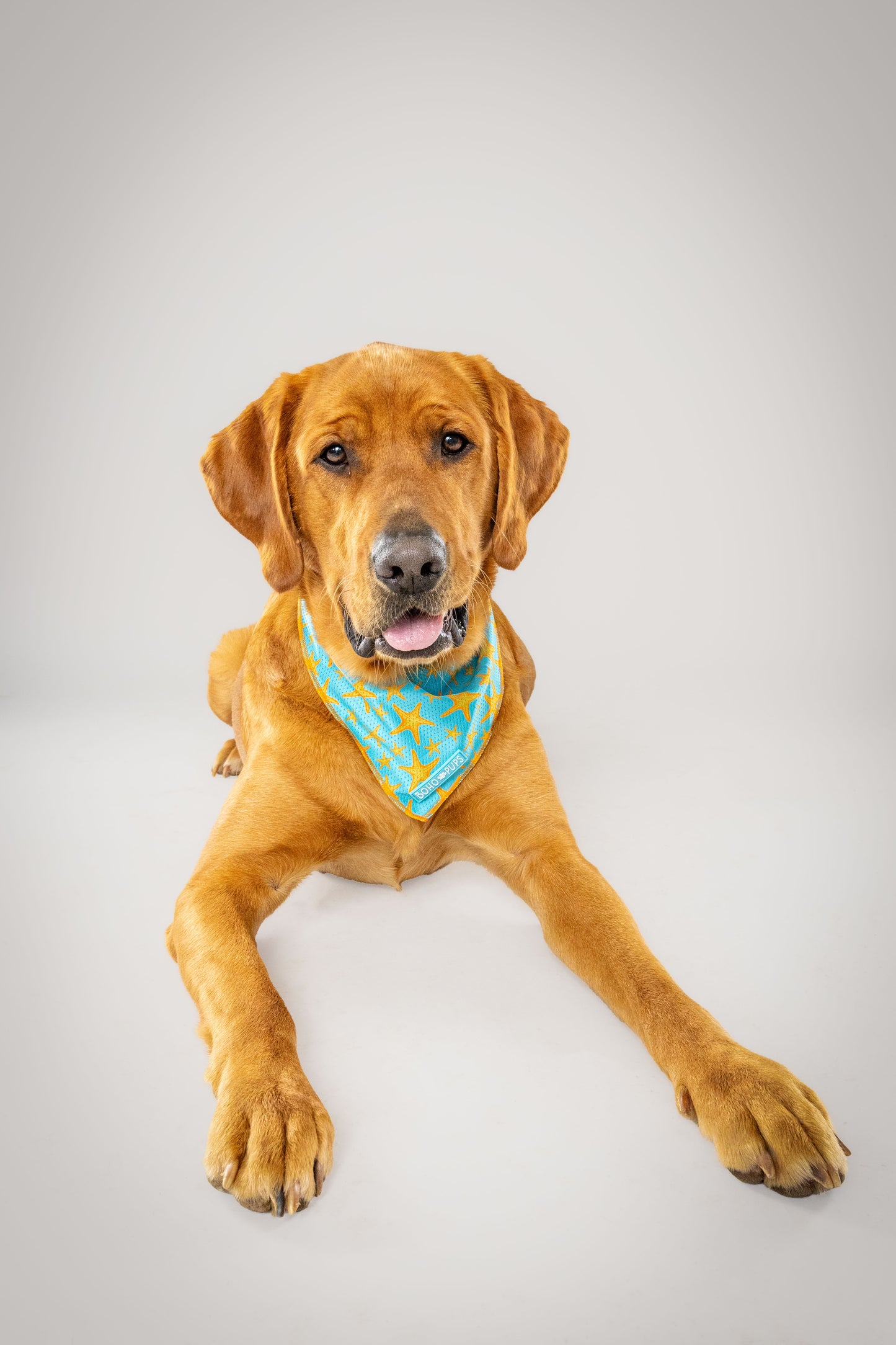 "Sandy Paws" Cooling Bandana