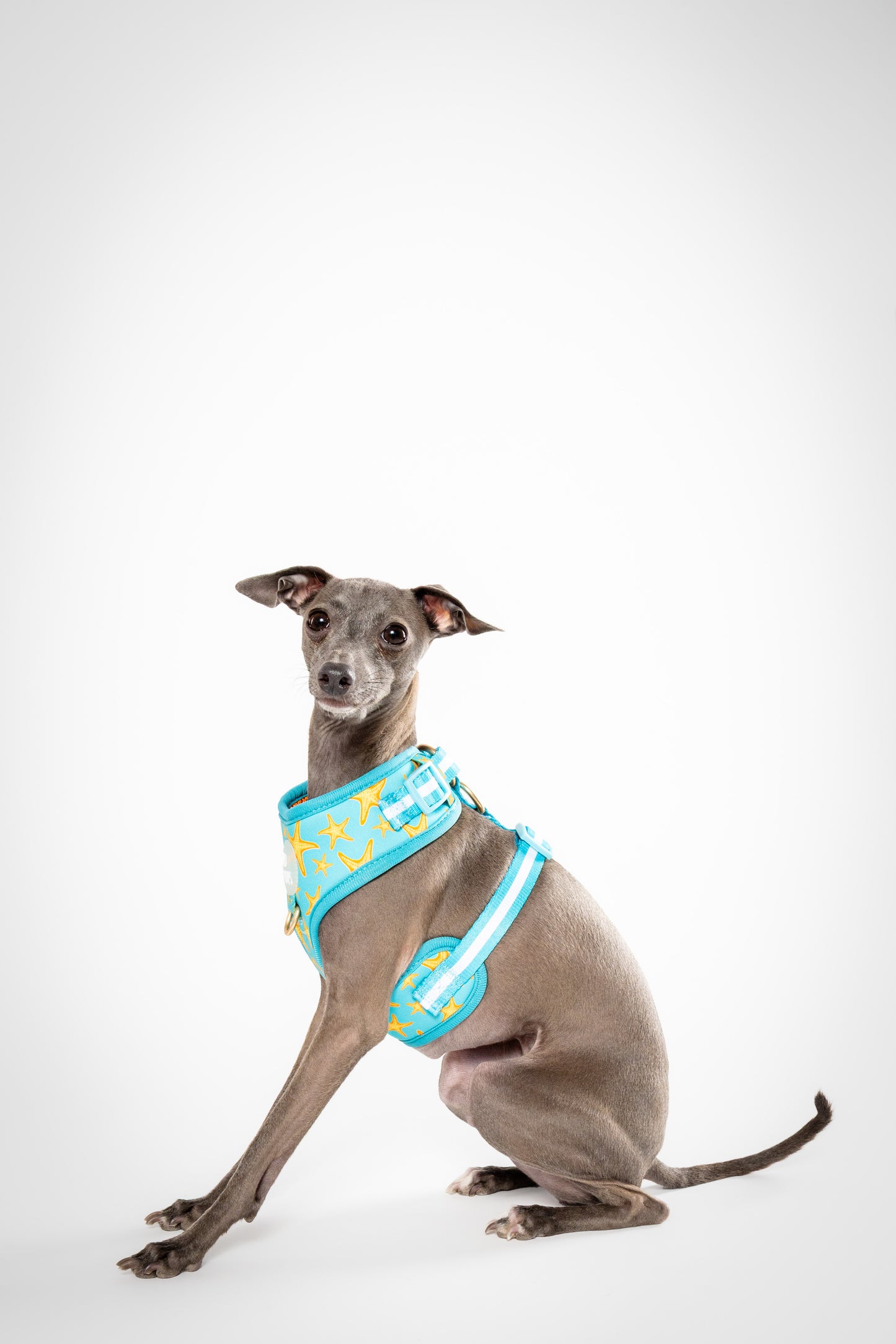 Sandy Paws Harness (NEW front clip)