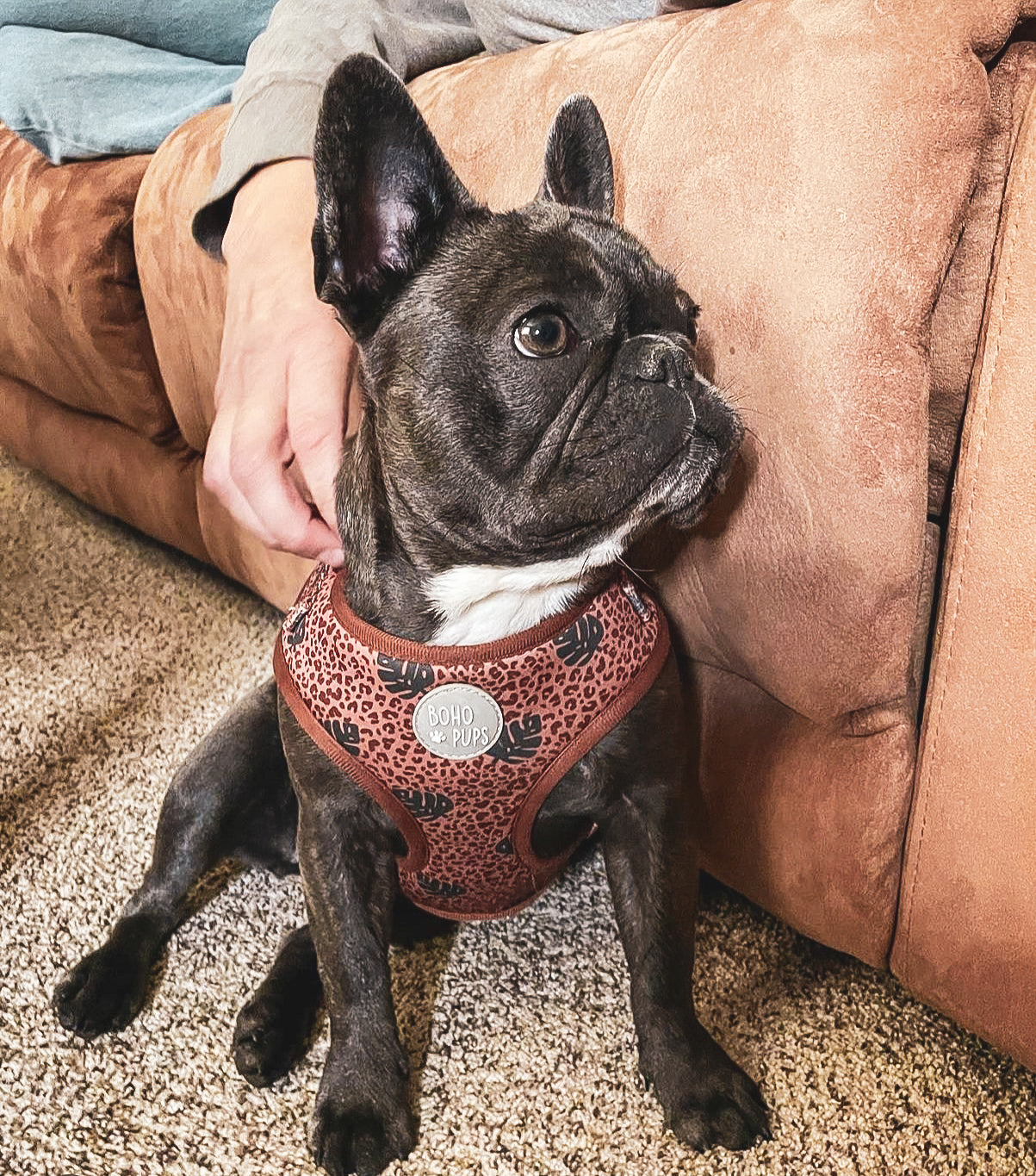 Boho Chick Harness