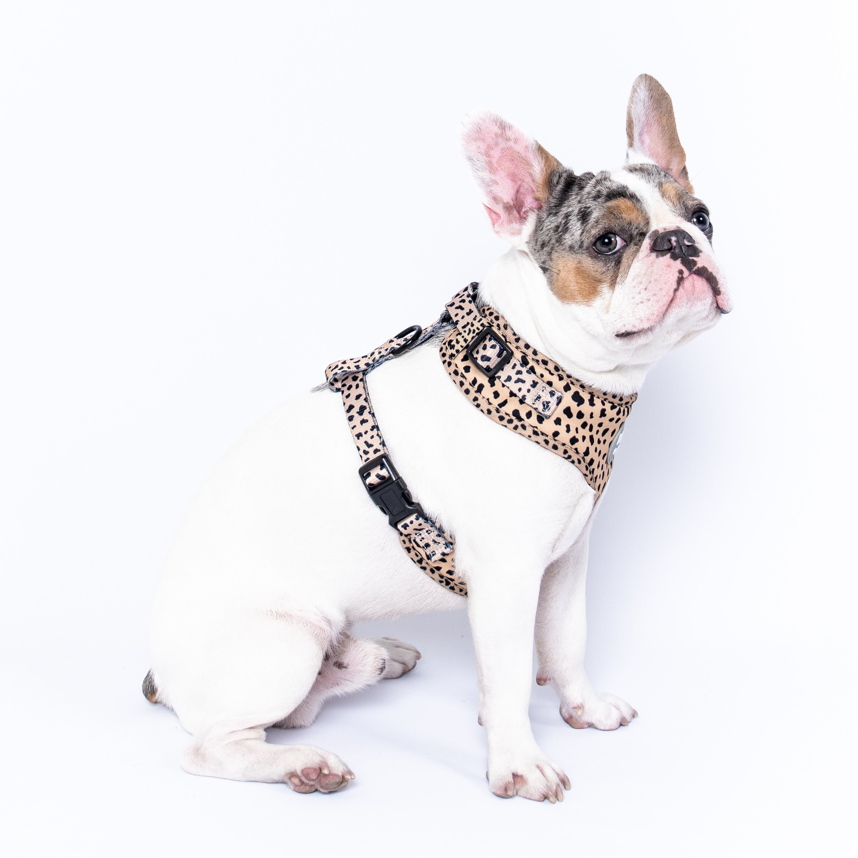 Wild Thing Harness
